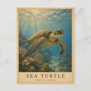 Carte Postale Tortue de mer Caraïbes VINTAGE