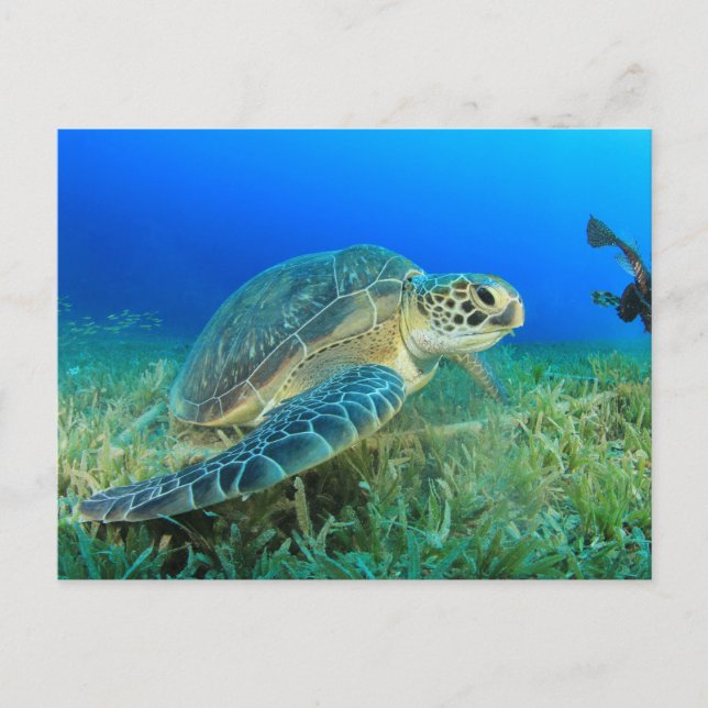 Carte Postale Tortue de mer dans l'océan  (Devant)