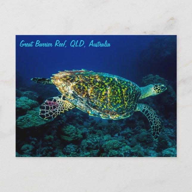 Carte Postale Tortue de mer de Hawksbill Grande barrière récif c (Devant)