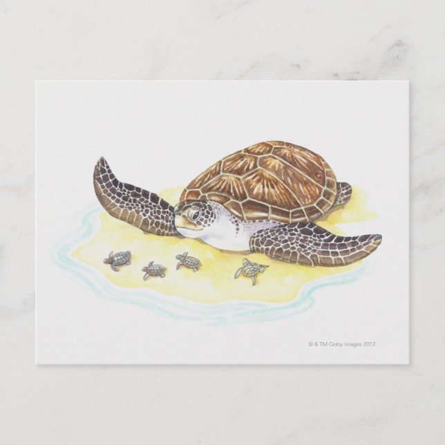 Carte Postale Tortue de mer et bébés (Devant)