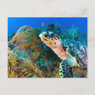 Carte Postale Tortue de mer et Plantes sous-marins, Poisson