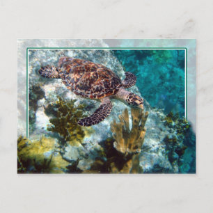 Carte Postale Tortue de mer Hawksbill, îles Vierges américaines