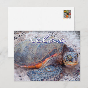 Carte Postale Tortue de mer honu d'Hawaï photo de près Citation