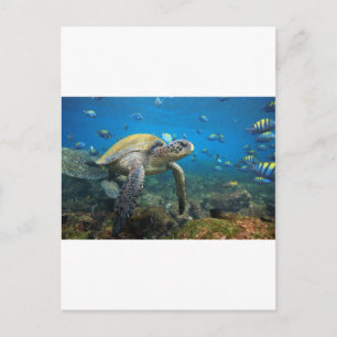 Carte Postale Tortue de mer nageant dans la lagune des îles Gala