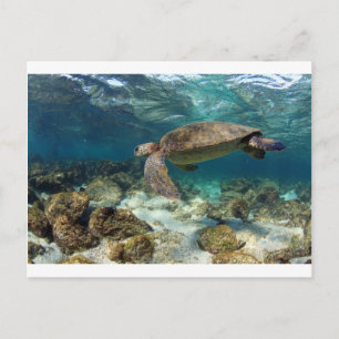 Carte Postale Tortue de mer nageant dans l'île paradisiaque du l