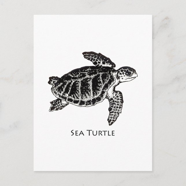 Carte Postale Tortue de mer (Ridley de Kemp) (Devant)