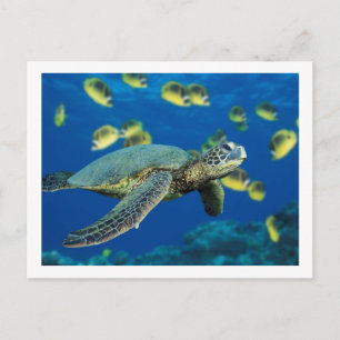 Carte Postale Tortue de mer verte