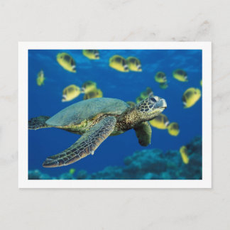 Carte Postale Tortue de mer verte