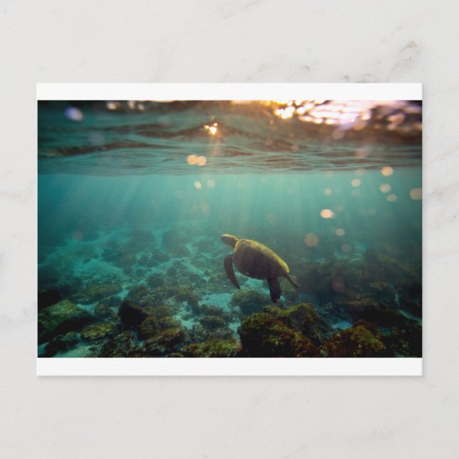 Carte Postale Tortue de mer verte de Galapagos sous l'eau en lag (Devant)