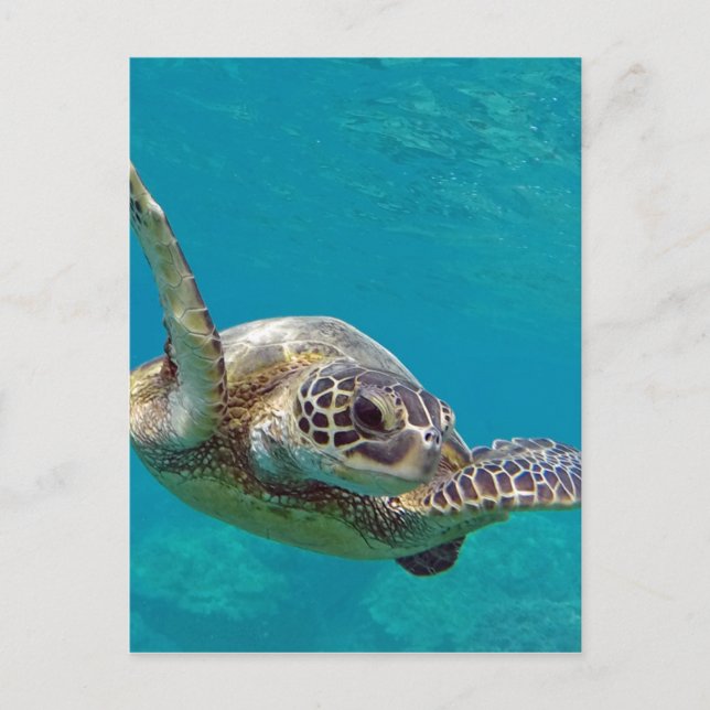 Carte Postale Tortue de mer verte d'Hawaii - Honu (Devant)
