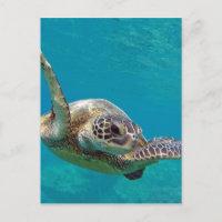 Tortue de mer verte d'Hawaii - Honu