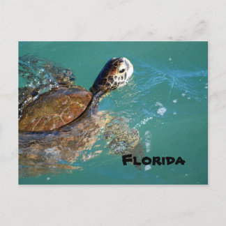 Carte Postale Tortue de mer verte, Floride