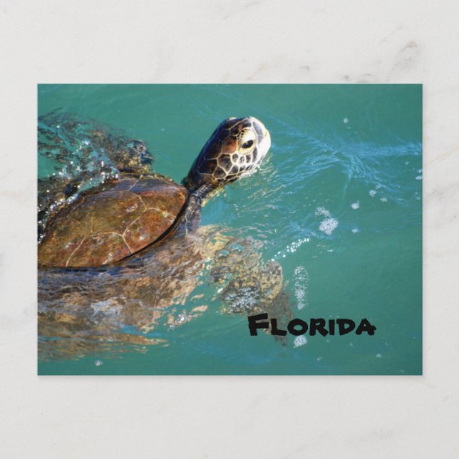 Carte Postale Tortue de mer verte, Floride (Devant)
