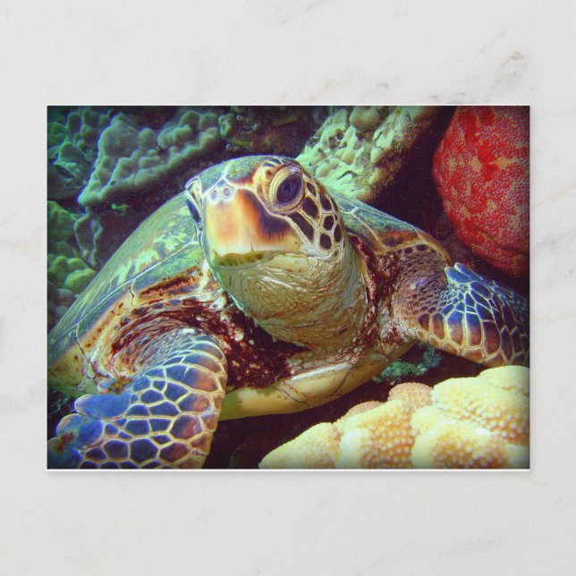 CARTE POSTALE TORTUE DE MER VERTE HAWAII (Devant)