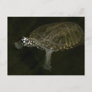 Carte Postale Tortue de natation