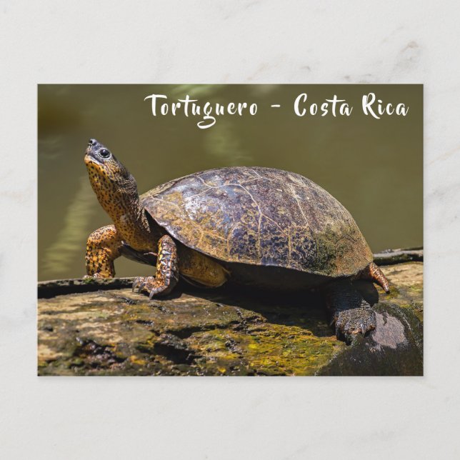 Carte Postale Tortue de rivière à Tortuguero - Costa Rica (Devant)