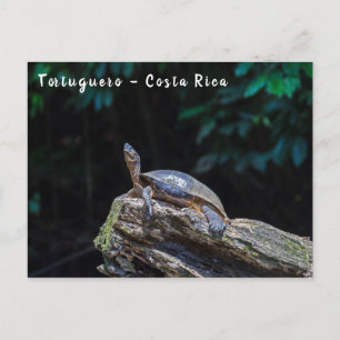 Carte Postale Tortue de rivière prenant un bain de soleil à Tort