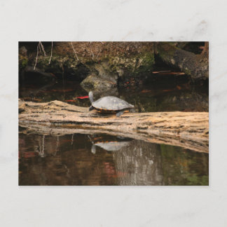 Carte Postale Tortue de soleil