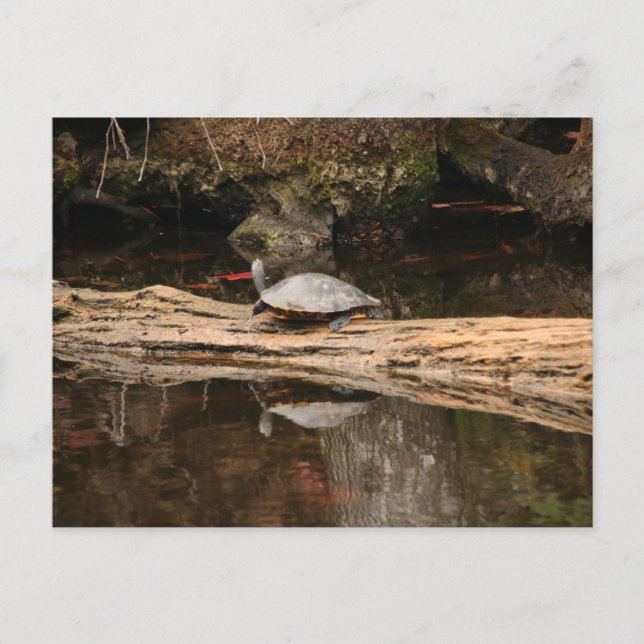 Carte Postale Tortue de soleil (Devant)