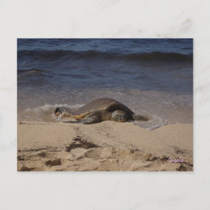 Carte Postale Tortue d'Oahu