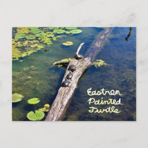 Carte Postale Tortue du Metropark Lake Erie Journal vertical ave