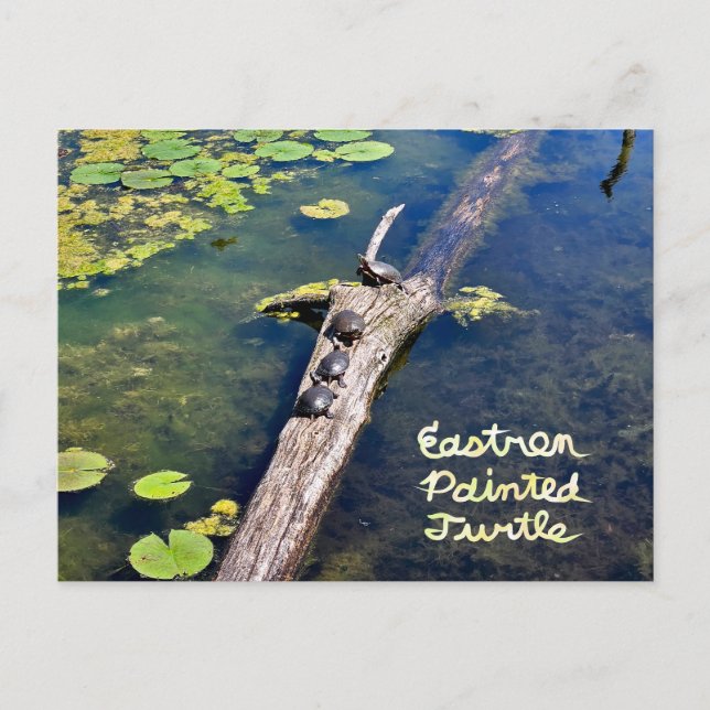 Carte Postale Tortue du Metropark Lake Erie Journal vertical ave (Devant)