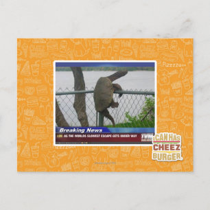 Carte Postale Tortue en voie de disparition