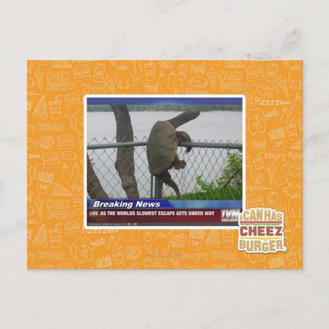 Carte Postale Tortue en voie de disparition (Devant)