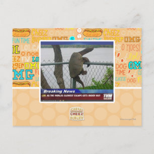 Carte Postale Tortue en voie de disparition