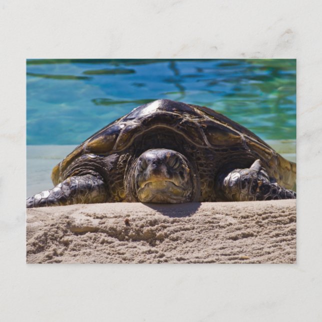 Carte Postale Tortue endormie (Devant)