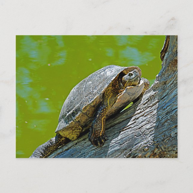 Carte postale Tortue Escalade (Devant)
