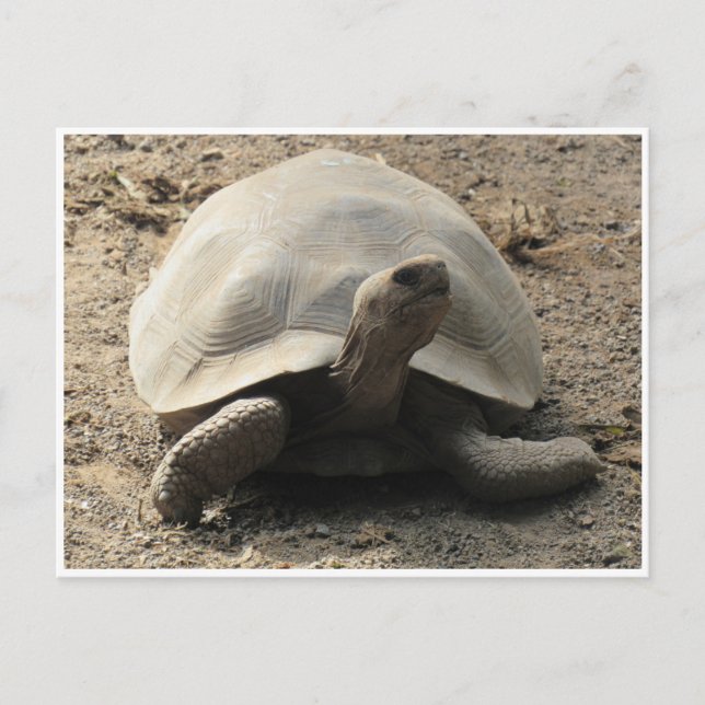 Carte Postale tortue galápagos (Devant)