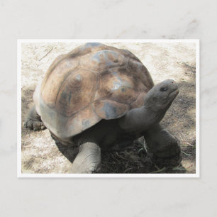 Carte Postale tortue galápagos