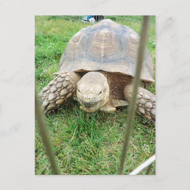Carte Postale Tortue géante, 1 (Devant)