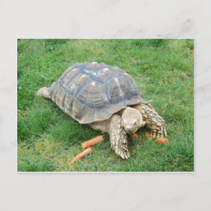 Carte Postale Tortue géante 2