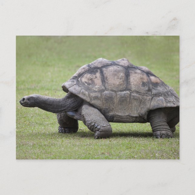 Carte Postale Tortue géante dans l'herbe (Devant)