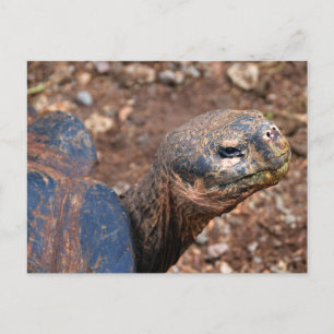 Carte Postale Tortue géante des Galapagos