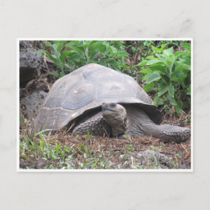Carte Postale tortue géante des galapagos