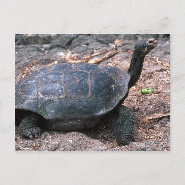 Carte Postale Tortue géante en forme de dôme (Devant)