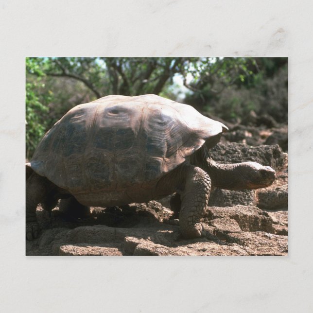 Carte Postale Tortue géante en forme de dôme (Devant)