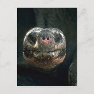 Carte Postale Tortue géante en forme de dôme