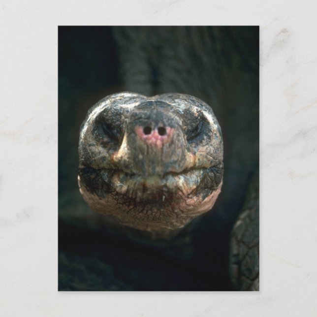 Carte Postale Tortue géante en forme de dôme (Devant)