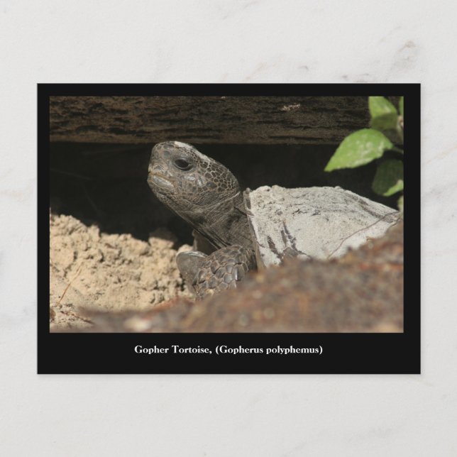 Carte Postale Tortue Gopher Sur Le Lookout (Devant)