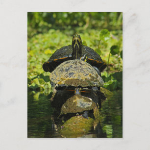 Carte Postale Tortue haute