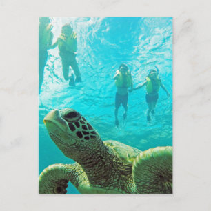 Carte Postale Tortue hawaïenne et tuba
