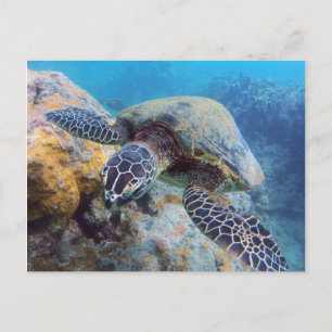 Carte Postale Tortue Hawaii