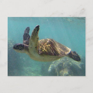 Carte Postale Tortue Hawaii