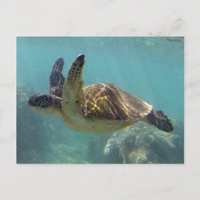 Carte Postale Tortue Hawaii (Devant)