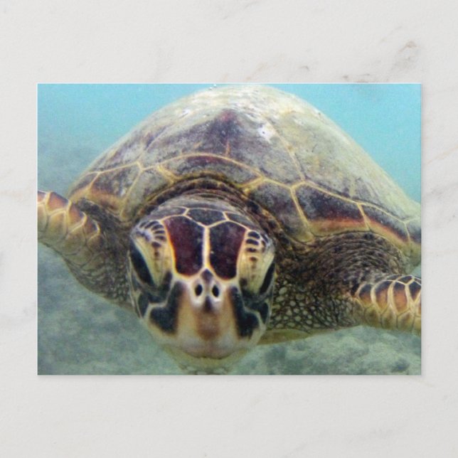 Carte Postale Tortue Hawaii (Devant)