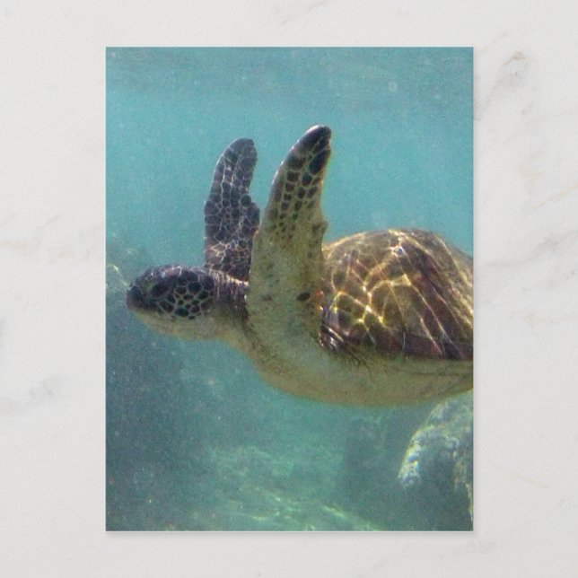 Carte Postale Tortue Hawaii (Devant)